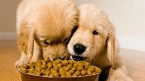 寵物食品檢驗(yàn)項(xiàng)目及標(biāo)準(zhǔn) 守護(hù)愛(ài)寵“舌尖上的安全”